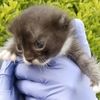 Brooklyn Cops Rescue Extremely Cute Kitten From Sewer